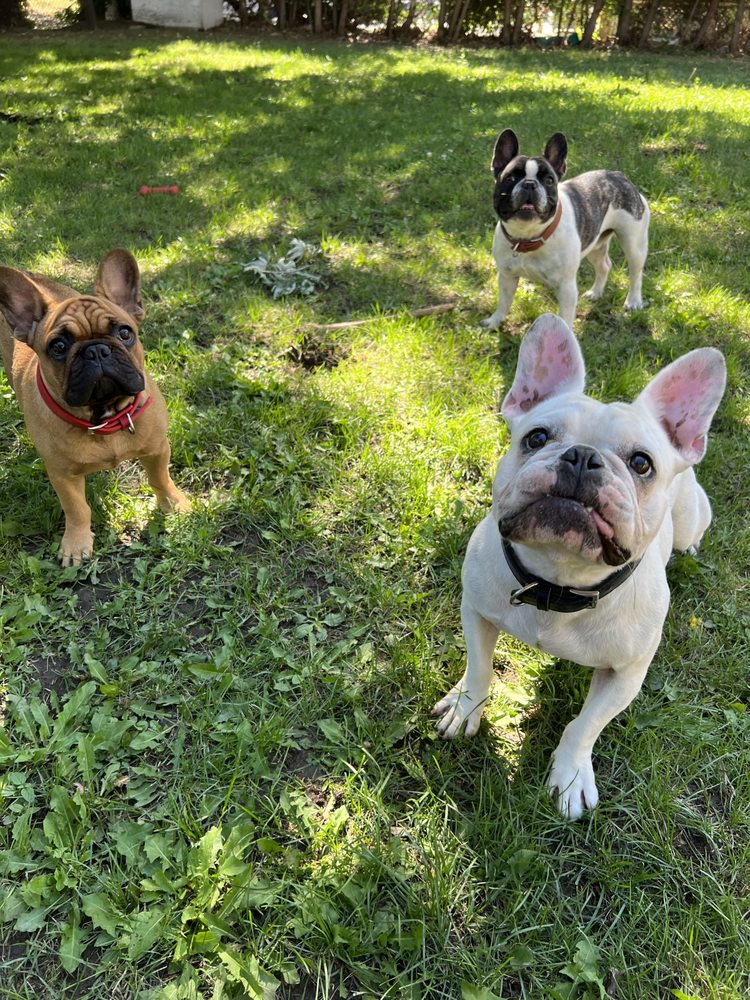 DAWGS DEN 10 Photos GTA, Ontario, Canada Pet Boarding Phone Number Yelp