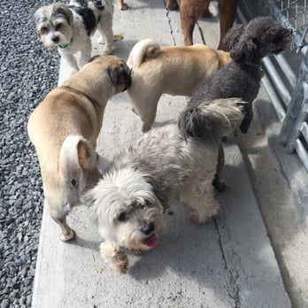 Bekkers Pet Care - Another group of small dogs socializing during group play. - Pet Sitting Near Me - Stittsville, Ontario Bekkers Pet Care - Another group of small dogs socializing during group play. - Pet Sitting Near Me - Stittsville, Ontario