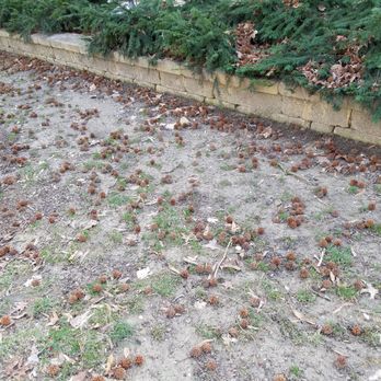 TruGreen Lawn Care - Lawn Services Near Me - Harrington, Delaware TruGreen Lawn Care - Lawn Services Near Me - Harrington, Delaware