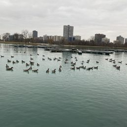 Geese & goose poop everywhere.  When do they go south?  They're making a freakin mess