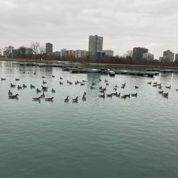 Montrose Harbor - Geese & goose poop everywhere.  When do they go south?  They're making a freakin mess - Marinas Near Me - Chicago, Illinois