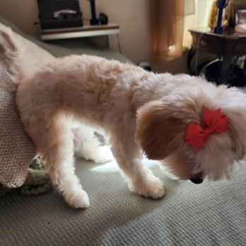 Groomed By Adrian - After Groomed by Adrian New Orleans - Pet Groomers Near Me - New Orleans, Louisiana Groomed By Adrian - After Groomed by Adrian New Orleans - Pet Groomers Near Me - New Orleans, Louisiana