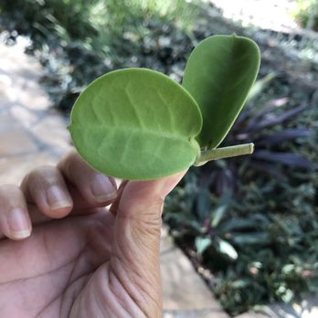 Halawa Xeriscape Garden - Hoya seedlings are February's giveaway - Botanical Gardens Near Me - Aiea, Hawaii