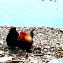Plana Resort - Il gallo e la gallina in riva al lago