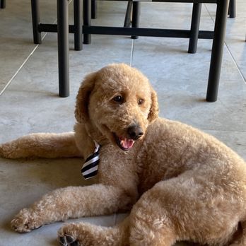 Fluff N' Buff - Cooper, post Fluff N' Buff visit - Pet Groomers Near Me
