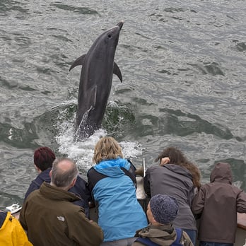 Dolphinwatch Carrigaholt - Bow riding bottlenose dolphin - Tours Near Me - Carrigaholt, CE Dolphinwatch Carrigaholt - Bow riding bottlenose dolphin - Tours Near Me - Carrigaholt, CE