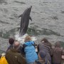 Photo of Dolphinwatch Carrigaholt