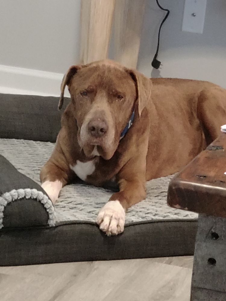 MOYERS VETERINARY HOSPITAL Updated August 2024 12 Photos 2309 W Andrew Johnson Hwy