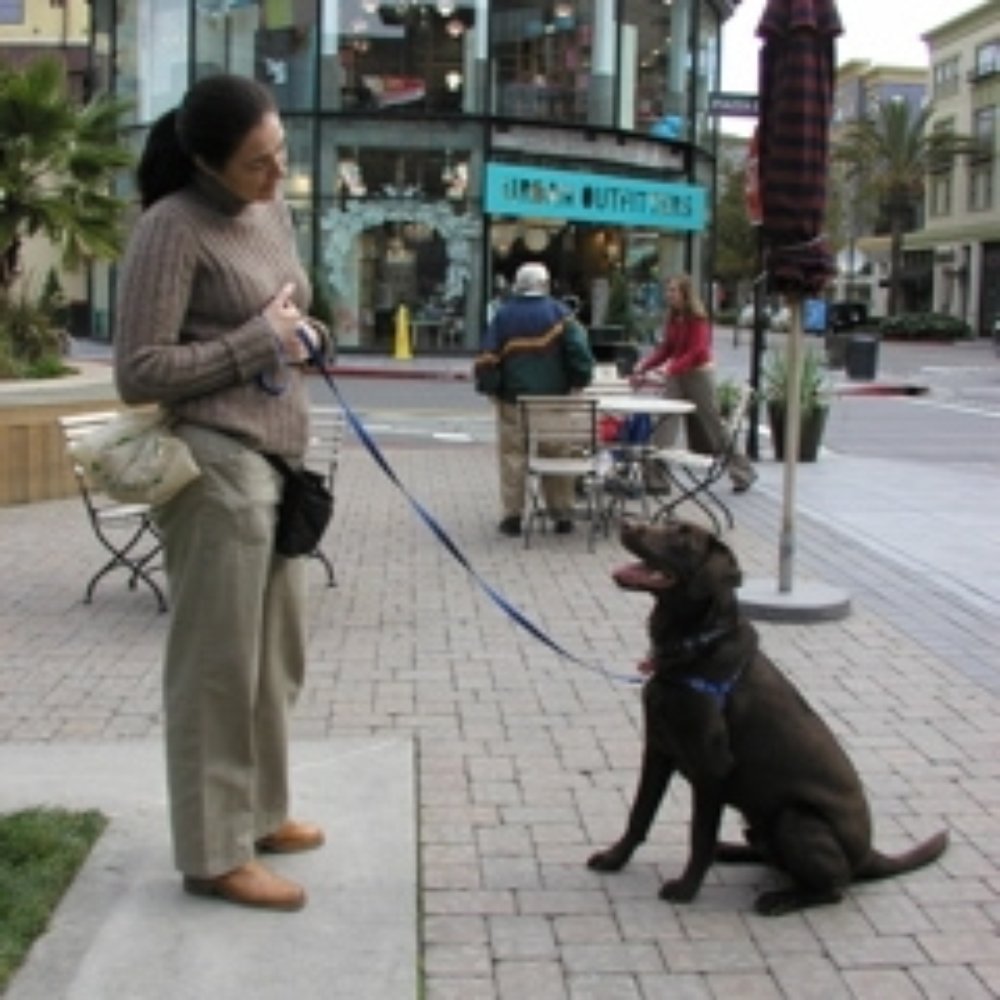 Stacy's Wag'N'Train - Stacy with a dog - Pet Training Near Me - San Jose, California Stacy's Wag'N'Train - Stacy with a dog - Pet Training Near Me - San Jose, California