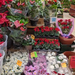 Jade Garden - Potted flowers and roses