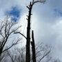 Photo of Estuardos Tree Services