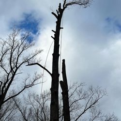Estuardos Tree Services