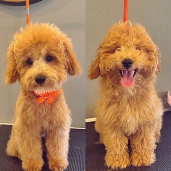 Lnimo - Before and After. - Pet Groomers Near Me - San Mateo , California Lnimo - Before and After. - Pet Groomers Near Me - San Mateo , California