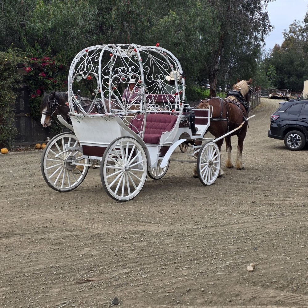 Temecula Carriage Company - This was our 2200lb horse named James. He's pulled us around and made it look easy. The Cinderella carriage was awesome. - Wine Tours Near Me - Temecula, California Temecula Carriage Company - This was our 2200lb horse named James. He's pulled us around and made it look easy. The Cinderella carriage was awesome. - Wine Tours Near Me - Temecula, California