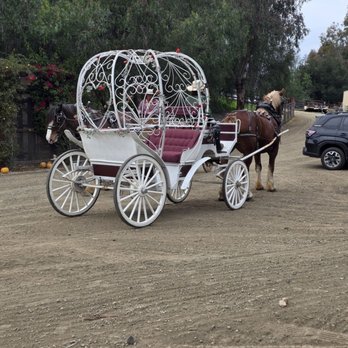 Temecula Carriage Company - This was our 2200lb horse named James. He's pulled us around and made it look easy. The Cinderella carriage was awesome. - Wine Tours Near Me - Temecula, California Temecula Carriage Company - This was our 2200lb horse named James. He's pulled us around and made it look easy. The Cinderella carriage was awesome. - Wine Tours Near Me - Temecula, California