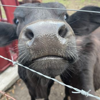 Luna Farm - This is one of their beautiful cows - Venues & Event Spaces Near Me - Ridgeland, South Carolina Luna Farm - This is one of their beautiful cows - Venues & Event Spaces Near Me - Ridgeland, South Carolina