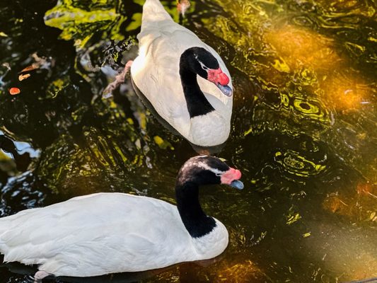 Fort Worth Zoo by null