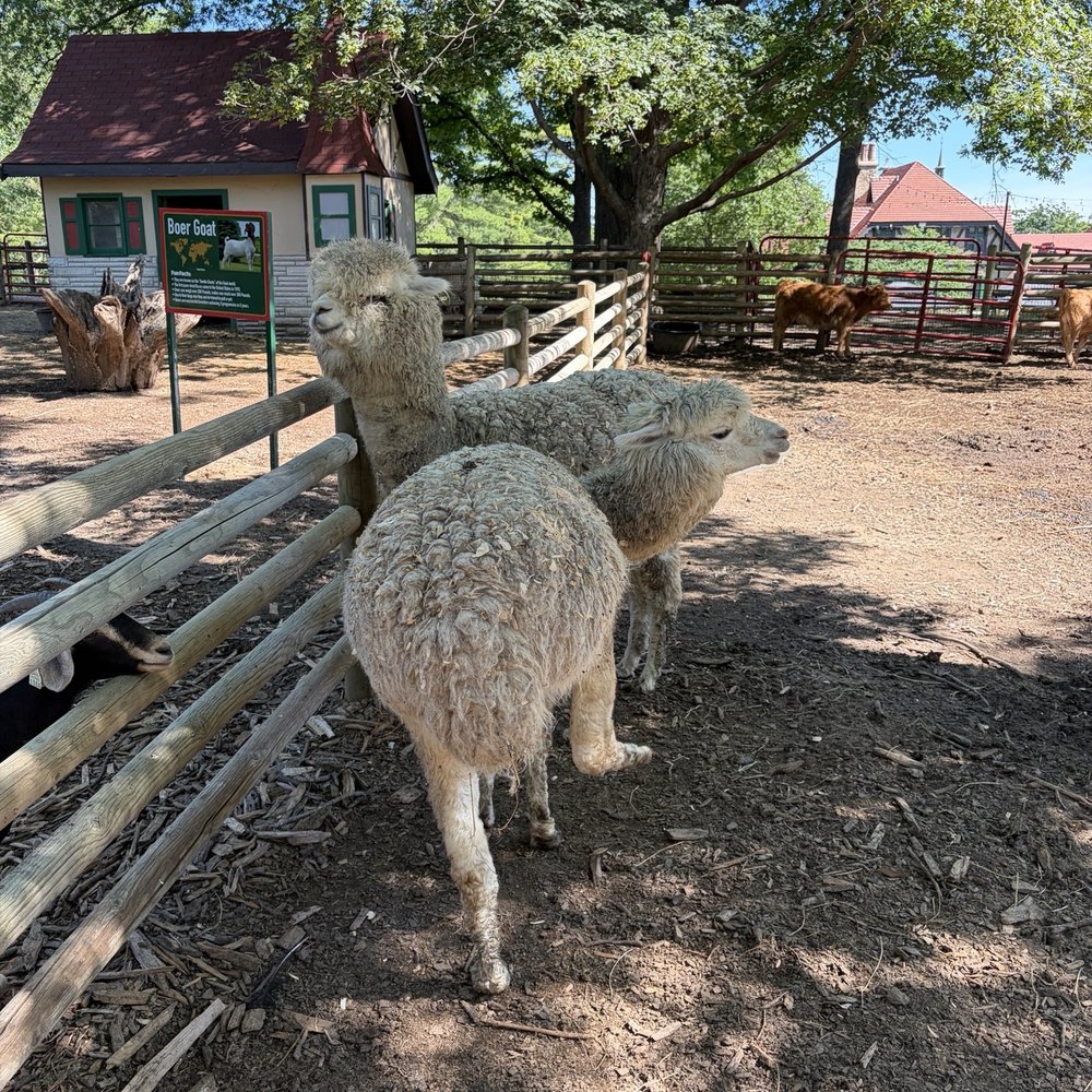 Grant's Farm - Alpacas - Attraction Farms Near Me - St. Louis, Missouri