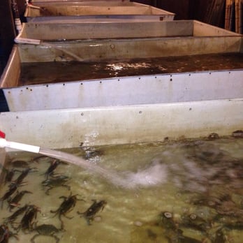 Cantler's Riverside - Crab zoo down stairs by the river. Very lively ones too. - Seafood Near Me - Annapolis, Maryland