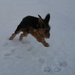 Red Mountain Canine