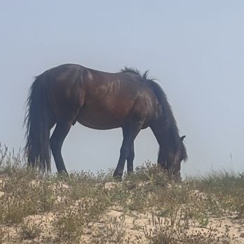 Wild Horse Adventure Tours - Let's keep these horses around - Tours Near Me - Corolla, North Carolina Wild Horse Adventure Tours - Let's keep these horses around - Tours Near Me - Corolla, North Carolina