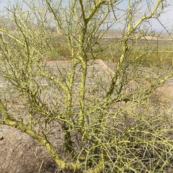 Picacho Peak State Park - Parks Near Me Picacho Peak State Park - Parks Near Me