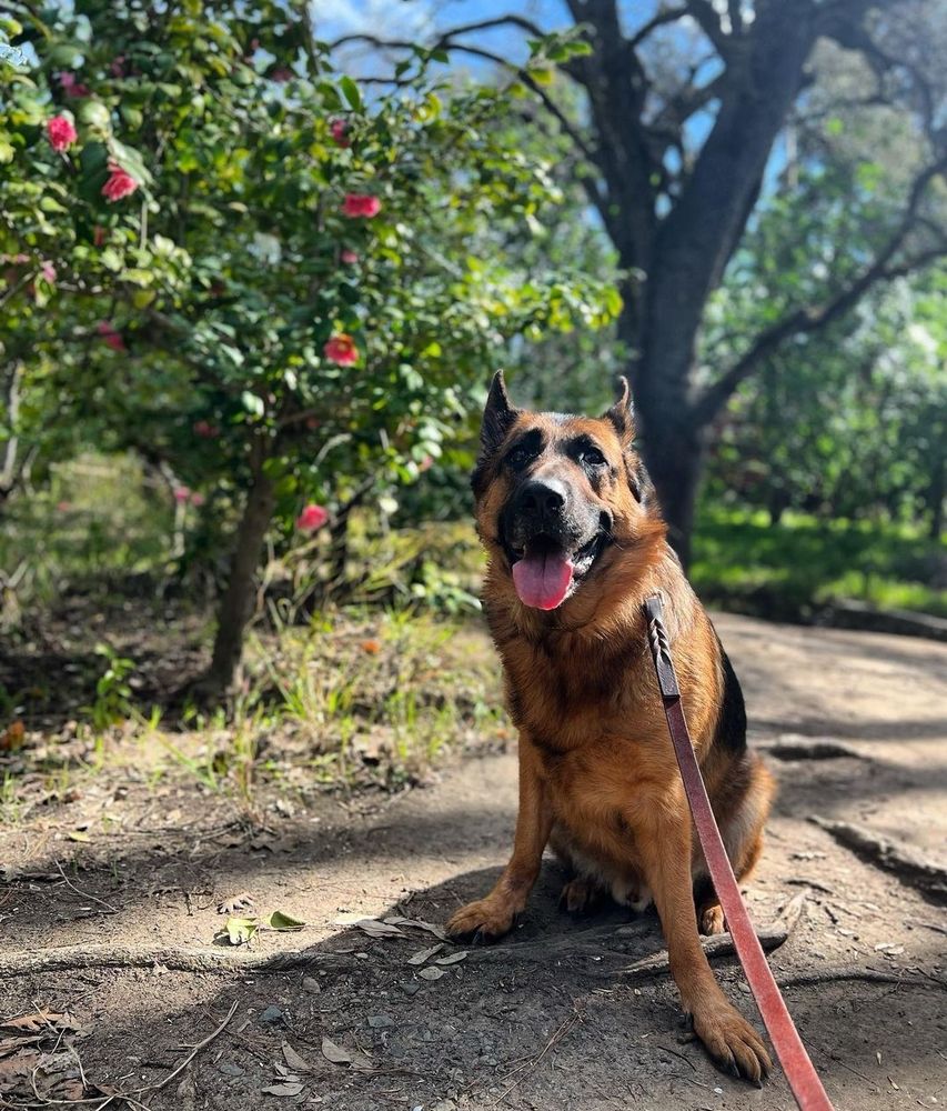Sunny Isles Dog Walker & Pet Nannies Image