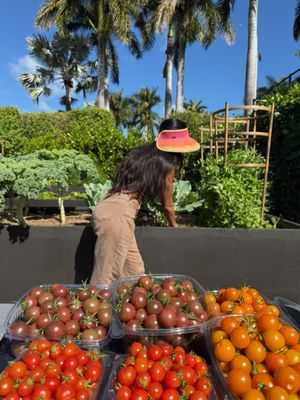 Little River Cooperative Culinary Plant Nursery & Garden Services by null