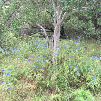 Mount Bonnell - Blue bonnets - Hiking Near Me - Austin, Texas Mount Bonnell - Blue bonnets - Hiking Near Me - Austin, Texas