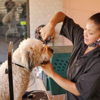Zee's Dog Grooming - Zee grooming - Pet Groomers Near Me Zee's Dog Grooming - Zee grooming - Pet Groomers Near Me