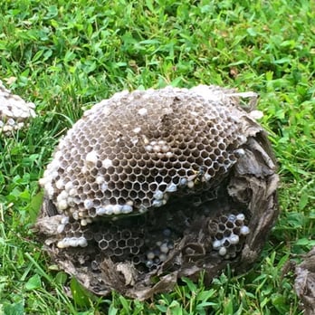 Paramount Pest Management - Safe removal of a large wasp nest. - Pest Control Near Me - East Norwich, New York
