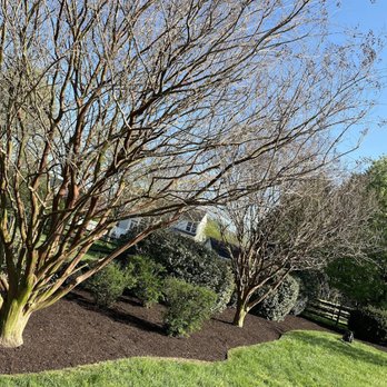 Kase Landscaping - a bare tree in front of a house - Lawn Services Near Me - Bear, Delaware