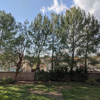 Unique Tree service - After trimming area 1 - Tree Services Near Me - Anaheim, California Unique Tree service - After trimming area 1 - Tree Services Near Me - Anaheim, California