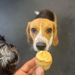 Good Karma Dog Center