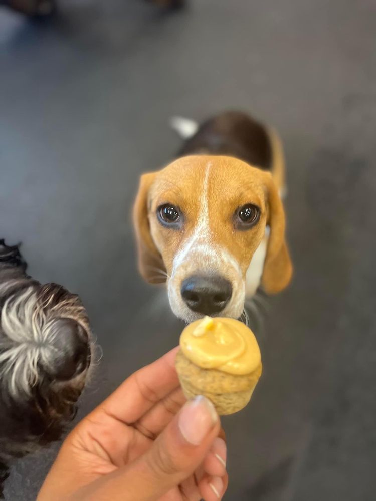 Good Karma Dog Center - pet boarding facility in Omaha, NE