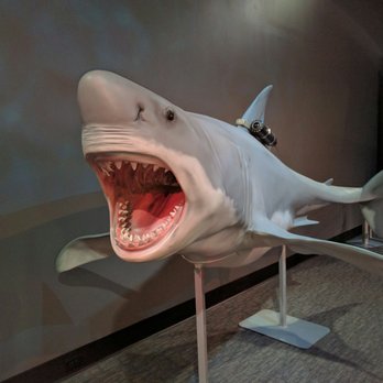 Grand Rapids Public Museum - Shark! - Museums Near Me - Grand Rapids, Michigan Grand Rapids Public Museum - Shark! - Museums Near Me - Grand Rapids, Michigan