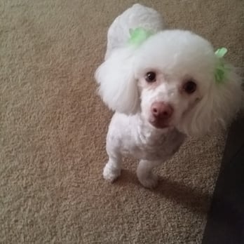 Lovely Pet Grooming - Pet Groomers Near Me - Pittsburg, California Lovely Pet Grooming - Pet Groomers Near Me - Pittsburg, California