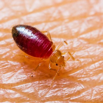 Econo - Pest Extermination - Bedbugs - Pest Control Near Me - Salt Lake City, Utah Econo - Pest Extermination - Bedbugs - Pest Control Near Me - Salt Lake City, Utah
