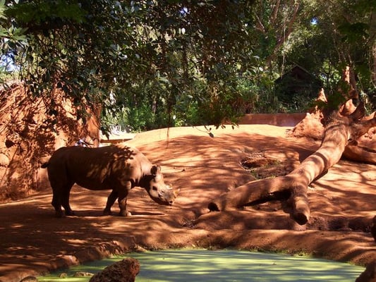 Honolulu Zoo by null