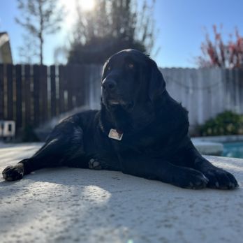 Britt's Bed and Barkfest - Pet Boarding Near Me