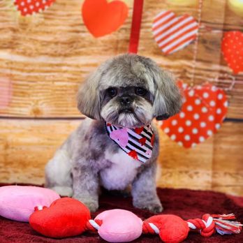 The Groomery - Valentines photo! - Pet Groomers Near Me - Temecula, California