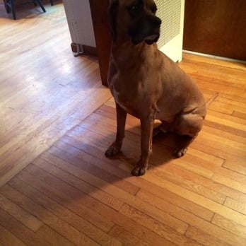 Barking Beauties - Pet Training Near Me - Canton, Massachusetts