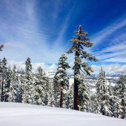 Pacific Crest Snowcats