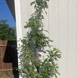 J & K Llamas Landscape Nursery - Gala Apple