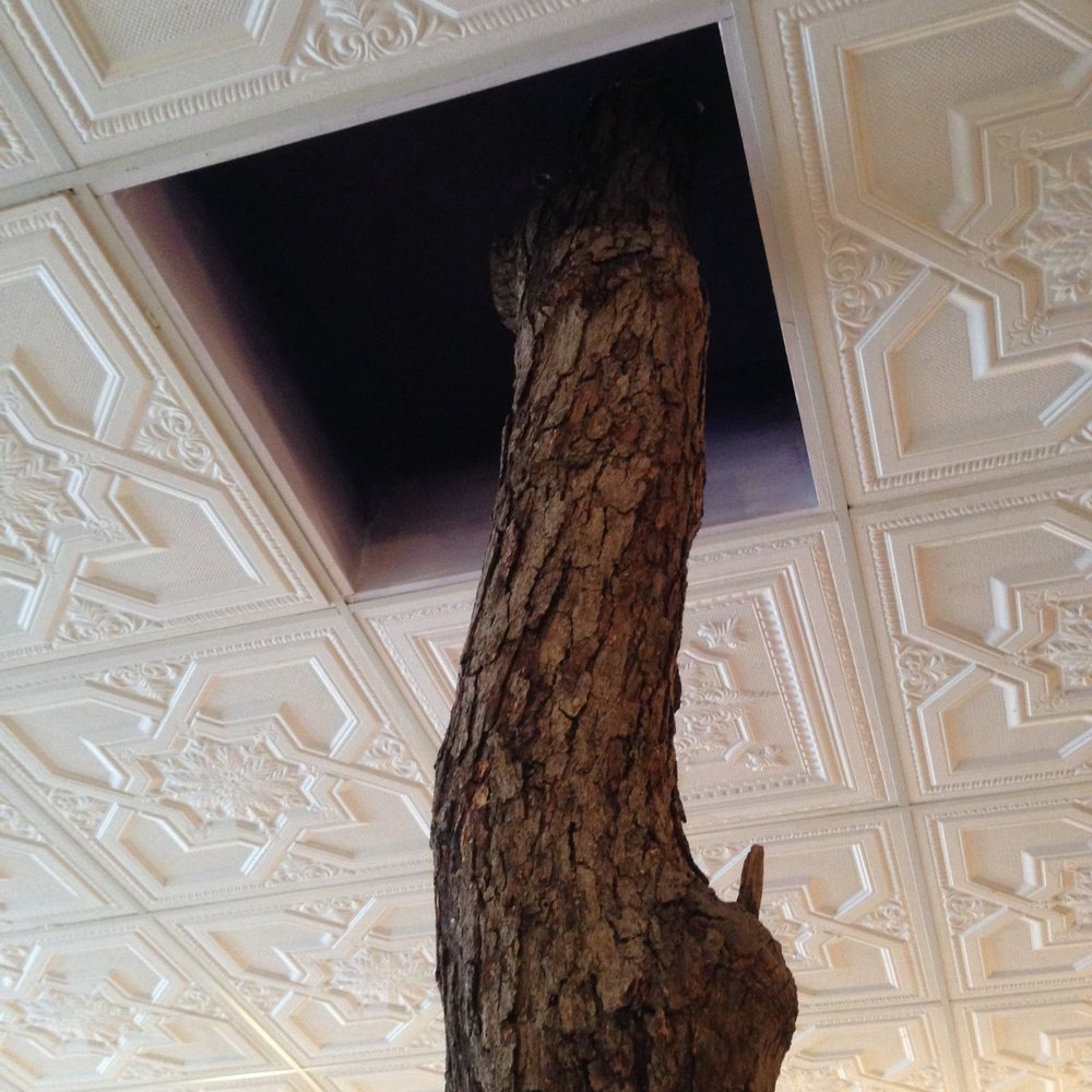 The Driftless Cafe - The other tree trunk support beam. - Sandwiches Near Me - Viroqua, Wisconsin