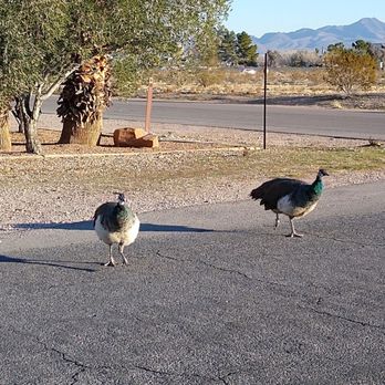 Western Trails - Careful of these on the road - Playgrounds Near Me - Las Vegas, Nevada Western Trails - Careful of these on the road - Playgrounds Near Me - Las Vegas, Nevada