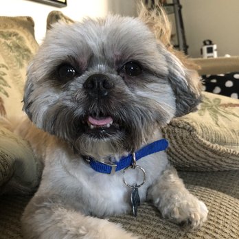 Clip and Fluff Boutique - Pet Training Near Me - Staten Island, New York Clip and Fluff Boutique - Pet Training Near Me - Staten Island, New York
