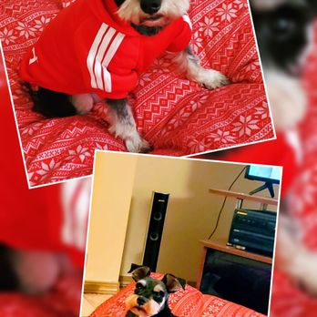 PetSmart - Pet Training Near Me - Lynnwood, Washington PetSmart - Pet Training Near Me - Lynnwood, Washington