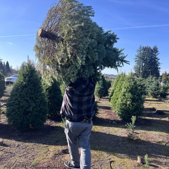 Tappan's Christmas Tree Farm - Carry our tree to the car - Christmas Trees Near Me - Battle Ground, Washington Tappan's Christmas Tree Farm - Carry our tree to the car - Christmas Trees Near Me - Battle Ground, Washington