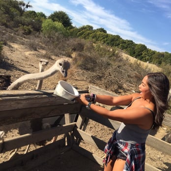Ostrichland USA - Feisty animals - Attraction Farms Near Me - Solvang, California Ostrichland USA - Feisty animals - Attraction Farms Near Me - Solvang, California